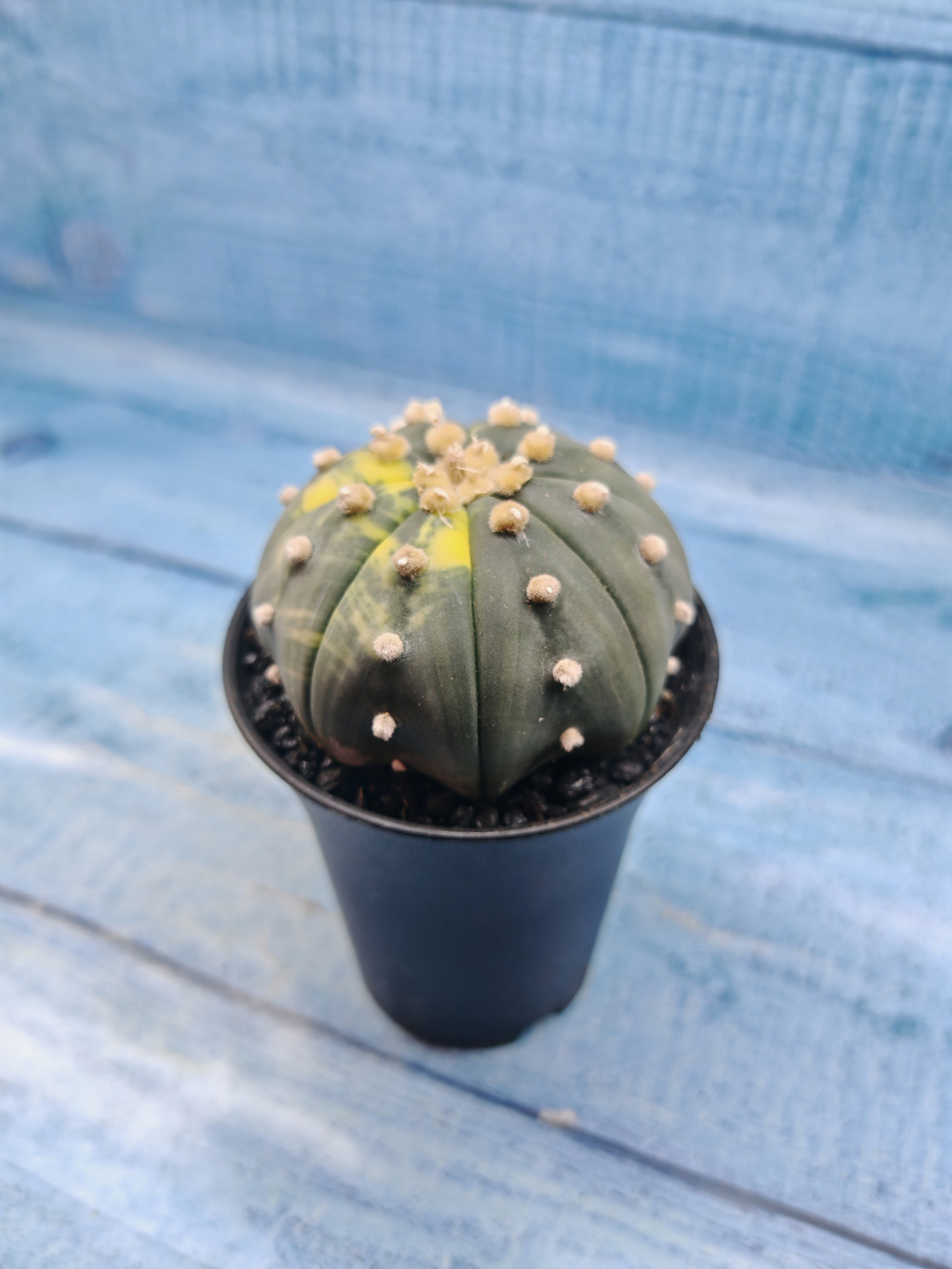 Astrophytum Asterias variagate (Астрофитум)