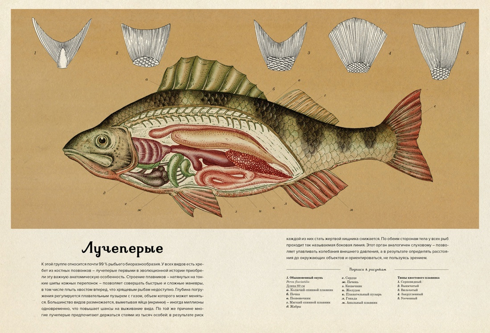 Анималиум