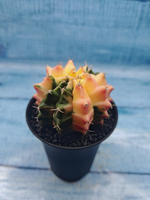 Gymnocalycium Variegata (Гимнокалициум Вариегатный)