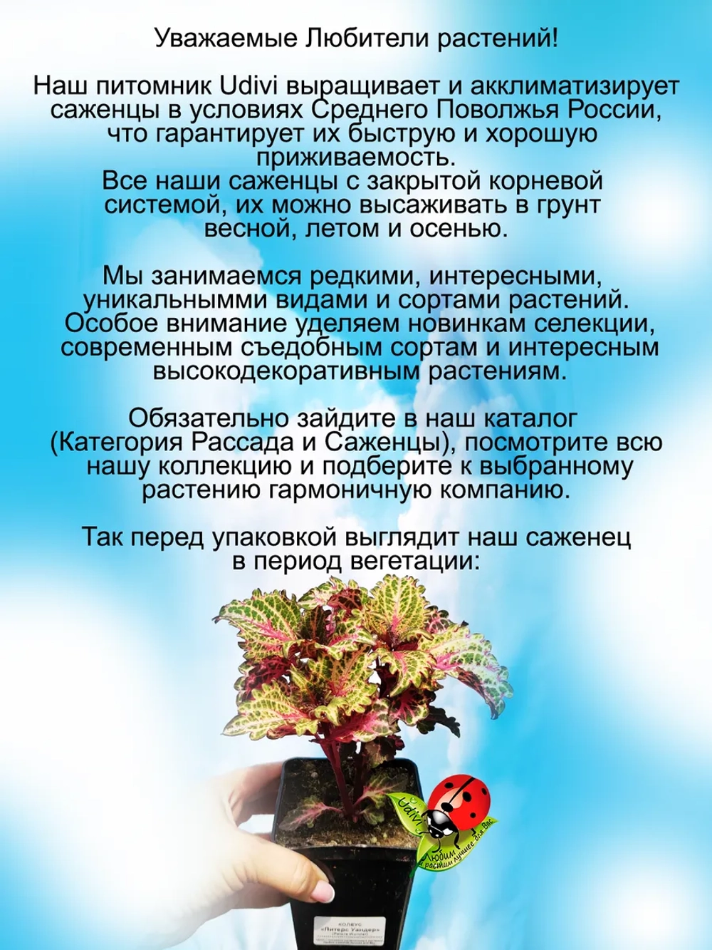 Колеус Питерс Уандер вегетативный