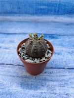 Euphorbia Obesa (Эуфорбия)