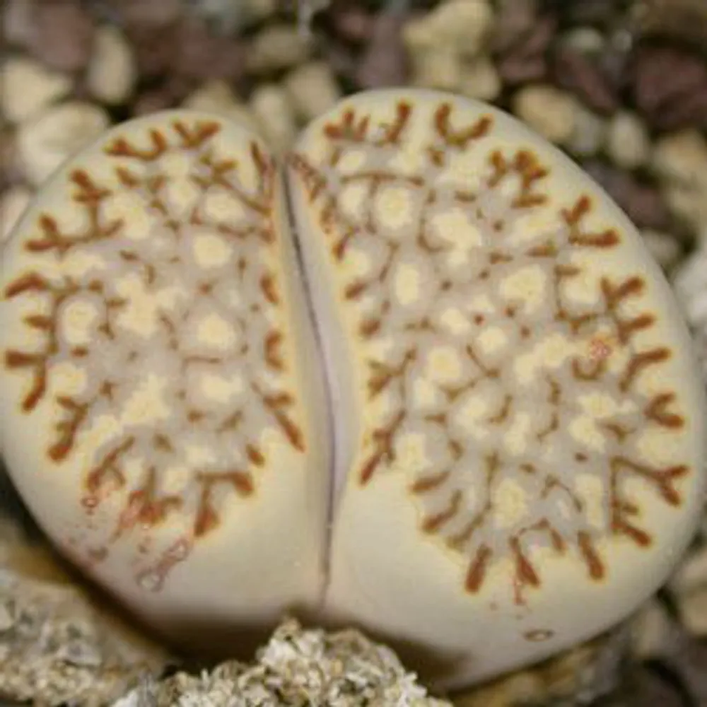 Литопс (C259 Lithops julii ssp. fulleri v. fulleri) живые камни семена