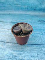 Lithops sp. (Литопсы)