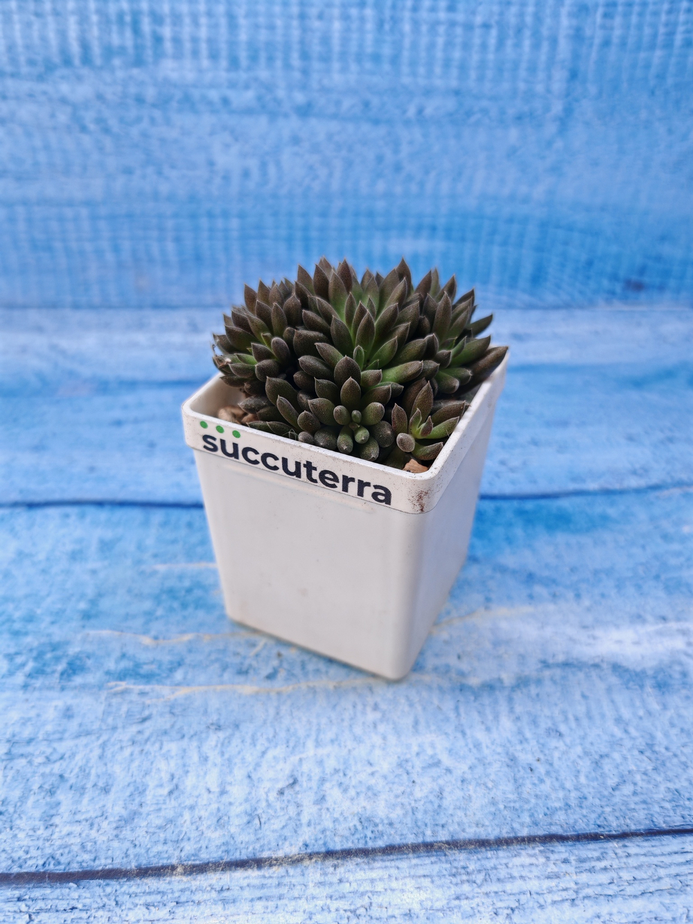 Sinocrassula Yunnanensis (Синокрассула)