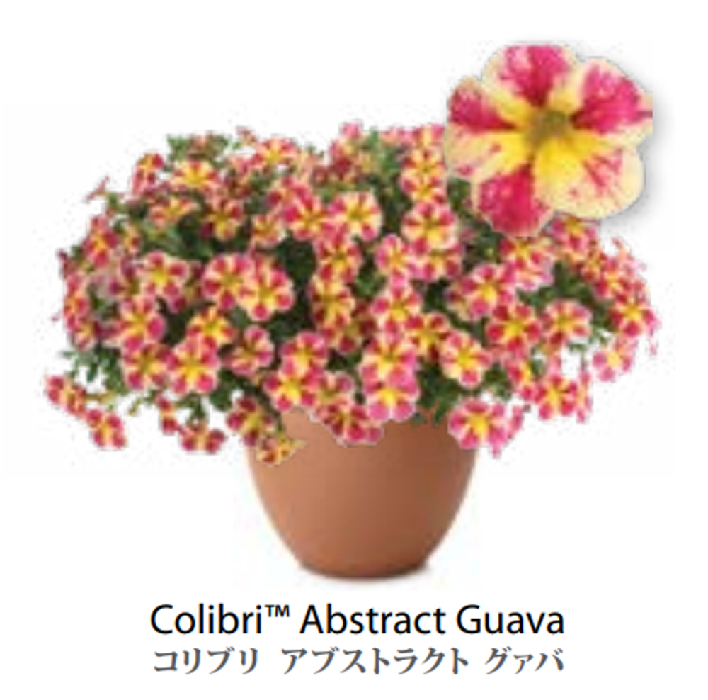 ЕВРО Calibrachoa Colibri Abstract Guava укор черенок февраль 26 DAN
