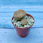 Lithops sp. (Литопсы)