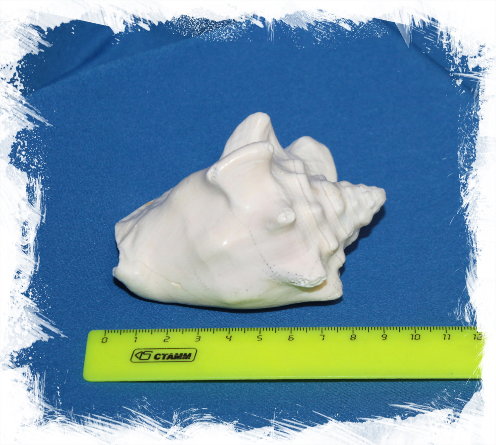 Стромбус Костатус (Macrostrombus costatus) 10-16см