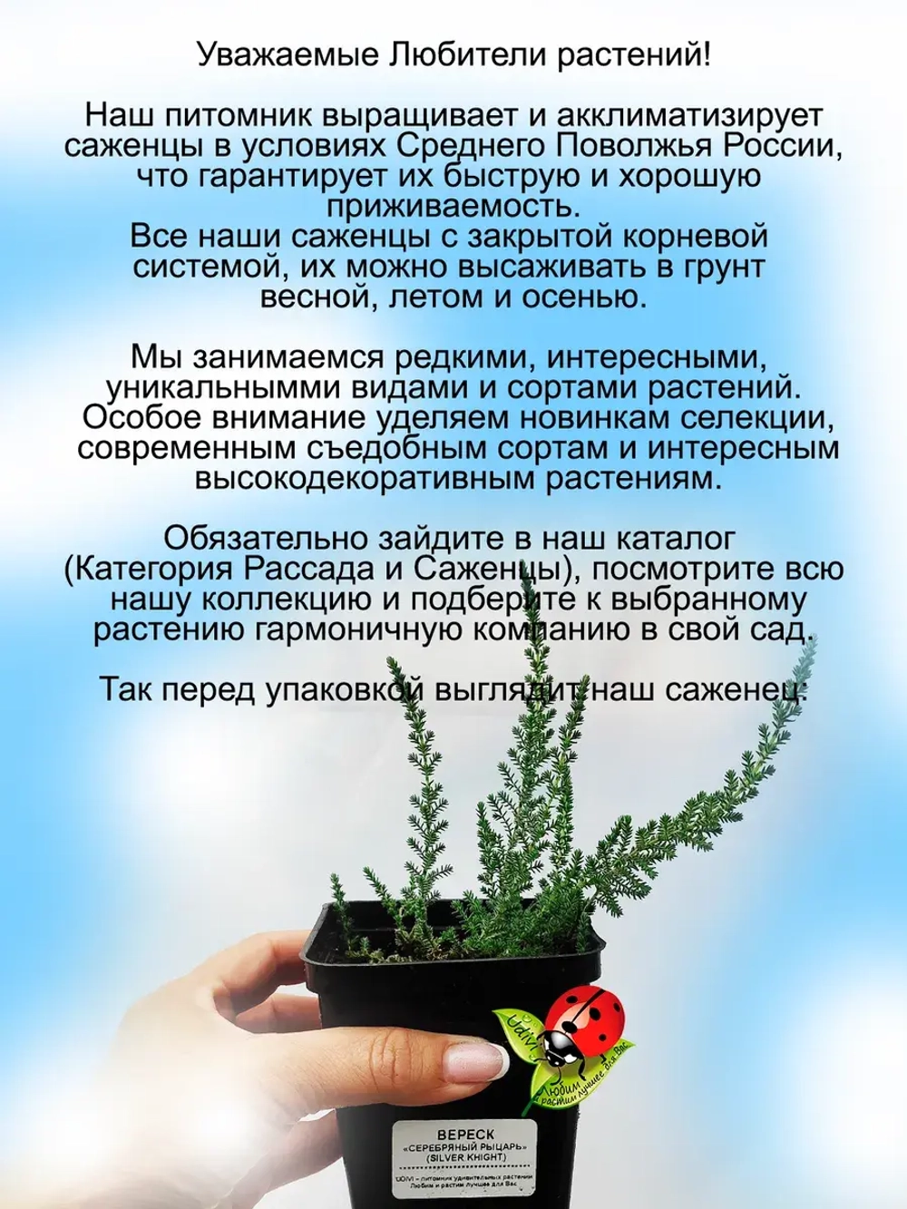 Вереск Серебряный рыцарь вечнозелёный
