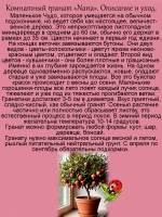 Гранат Нана комнатный миниатюрный