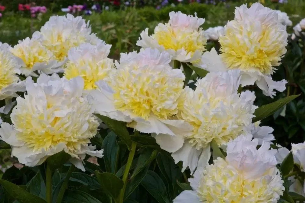 Пион Топ Брасс 2-3 почки Закупка М81 октябрь 2026