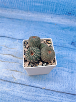 Frailea Pygmaea gloriosa (Фрайлея)