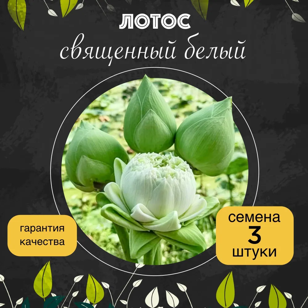 Лотос Священный белый семена 3 штуки