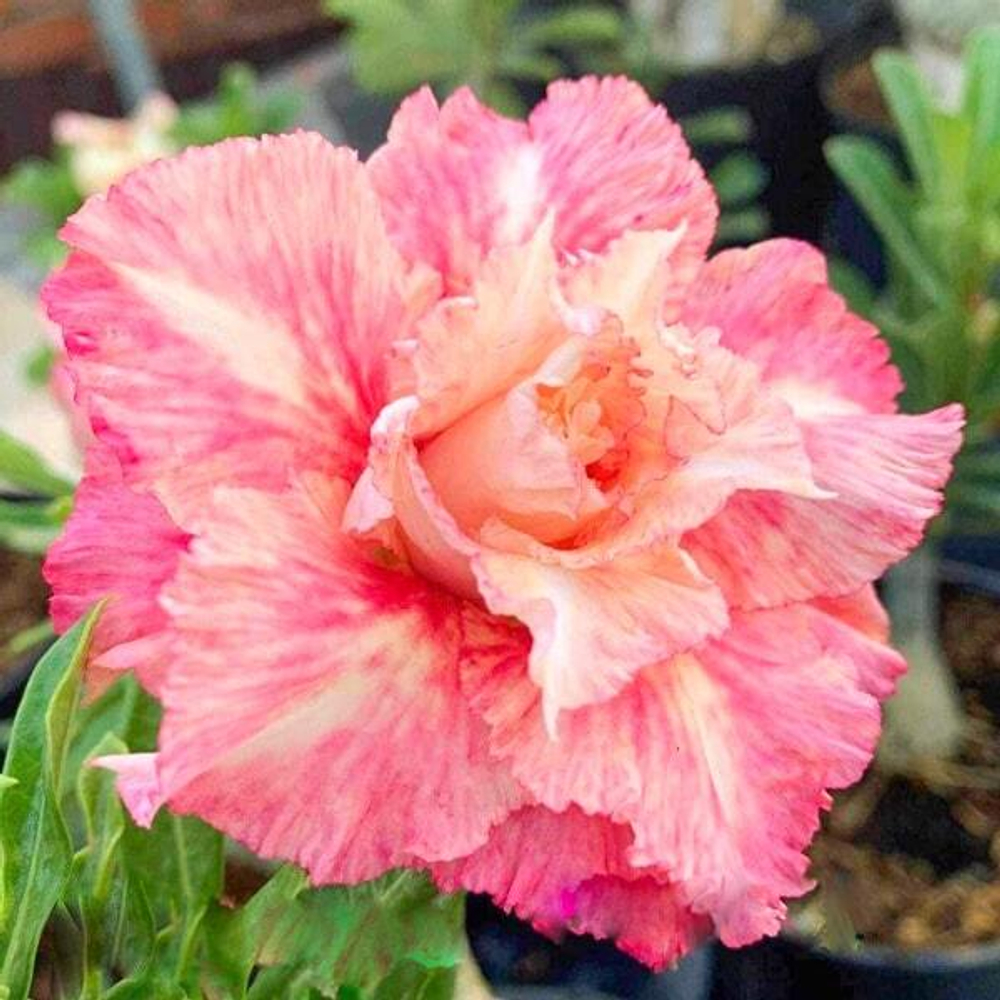 Адениум PLOY ROSE