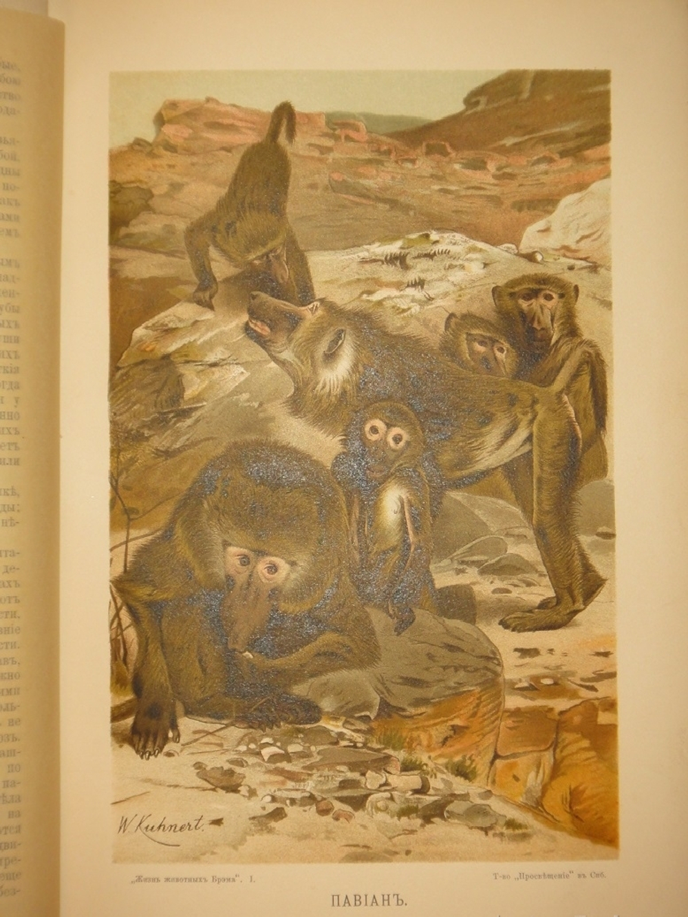 "Жизнь животных. В 3-х томах". 1904г.
