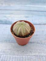 Euphoria Obesa (Эуфорбия)