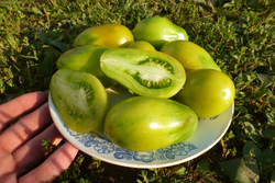 Помидоры Сhile Verde — Зелёный Чили
