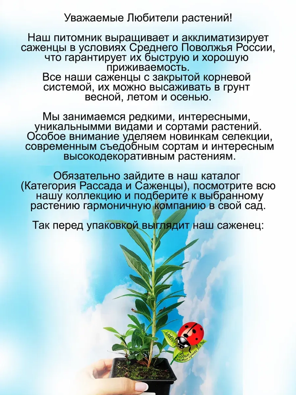 Рододендрон Нортсен Лайтс листопадный Азалия
