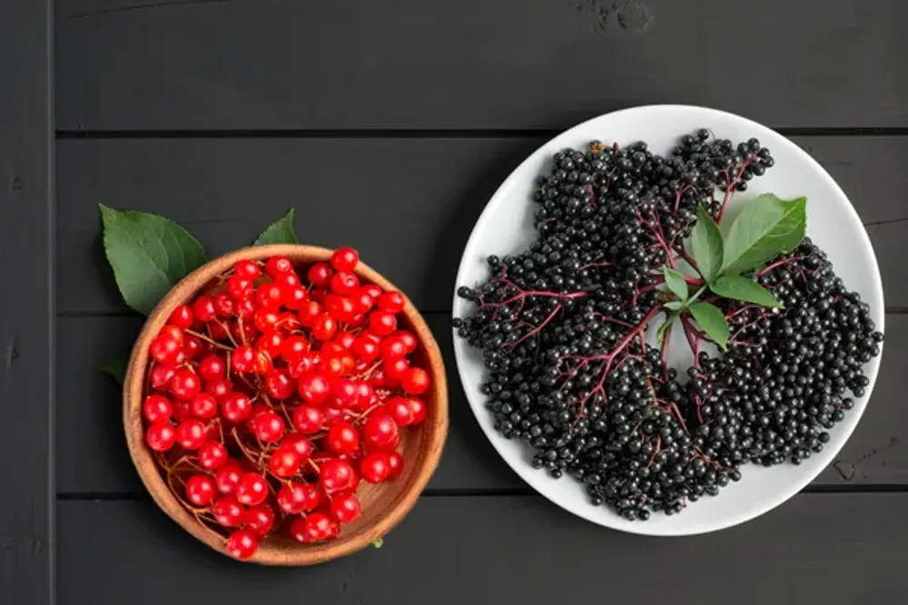 Осенние ягоды: бузина и калина. Вкусные заготовки на зиму Осенние ягоды: бузина и калина. Вкусные заготовки на зиму