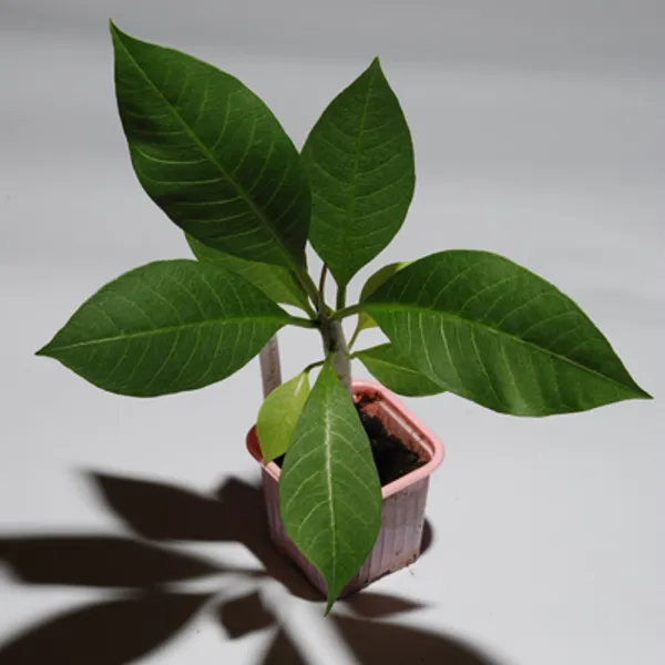 Plumeria Poungyok