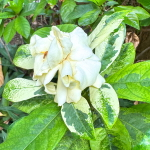 Гардения махровая вар – Double gardenia var