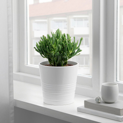 IKEA SUCCULENT  (ИКЕА СУССУЛЕНТ)  -  Комнатное растение в горшке - разные расцветки 15 см