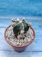 Astrophytum Myriostigma "Hakujo Fukuryu" (Астрофитум)