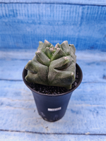 Astrophytum Myriostigma monstrosa (Астрофитум)