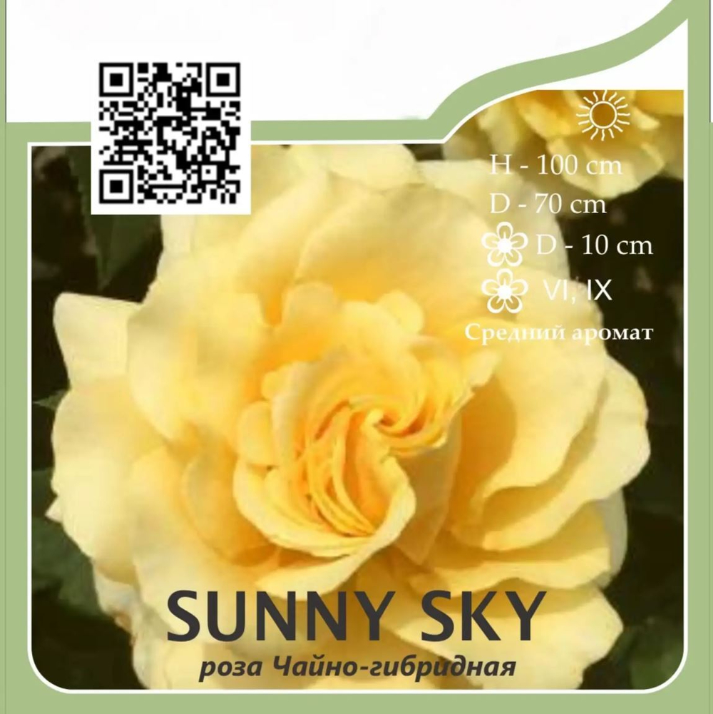 Роза чайно-гибридная "Sunny Sky"