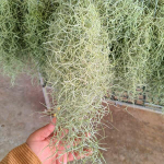 Тилландсия usneoides R (Т51)