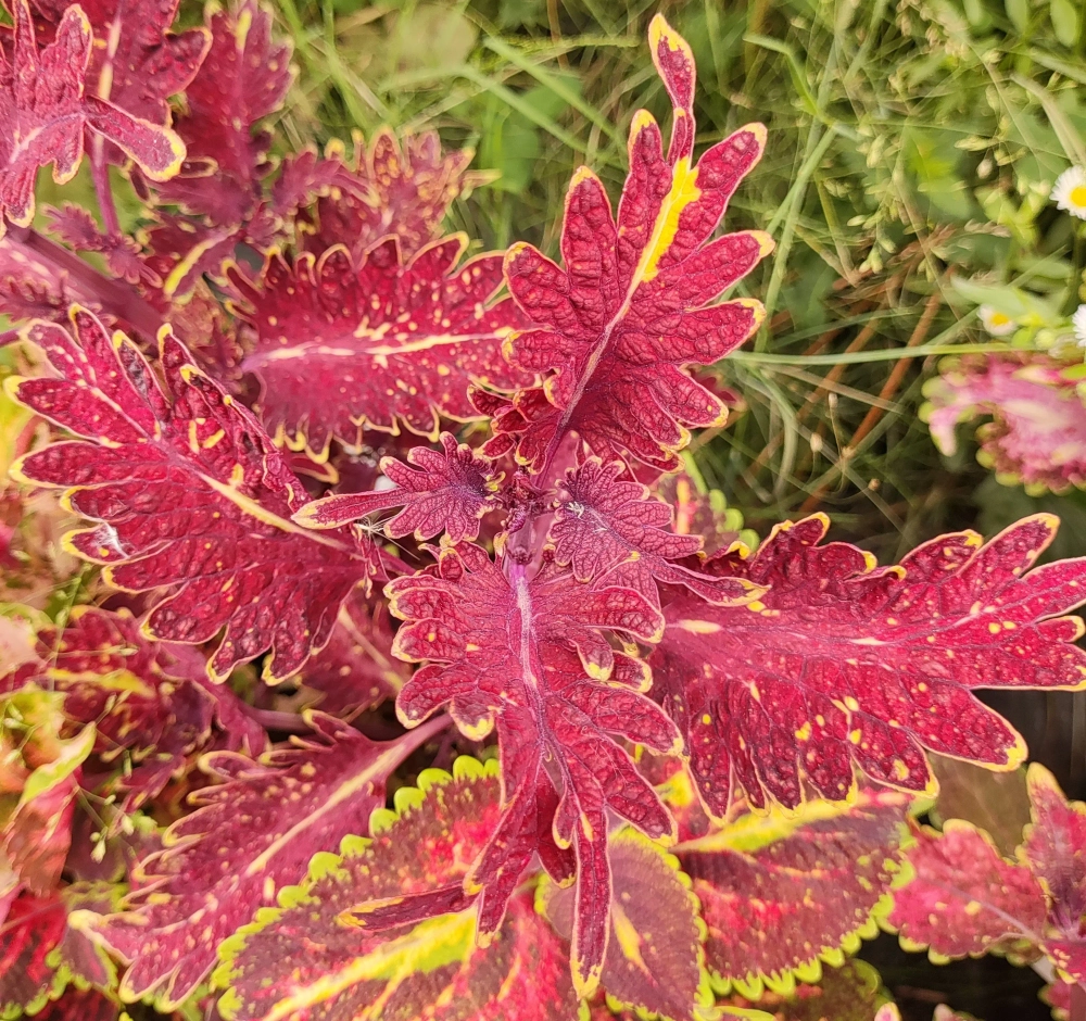 Preto UO колеус_Сейчас
