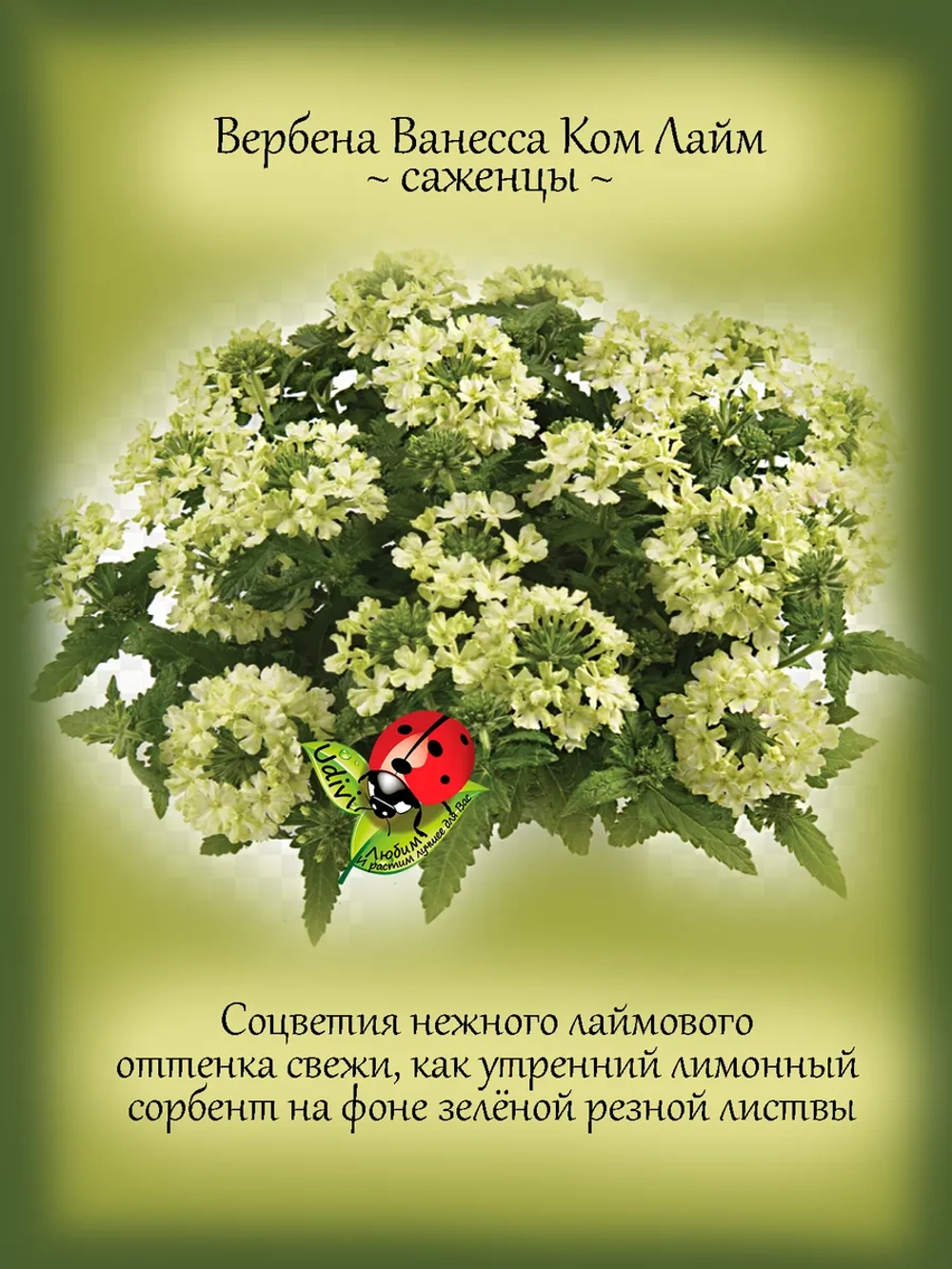 Вербена Ванесса Ком Лайм вегетативная