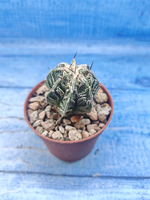 Astrophytum Myriostigma Fukuryu (Астрофитум)