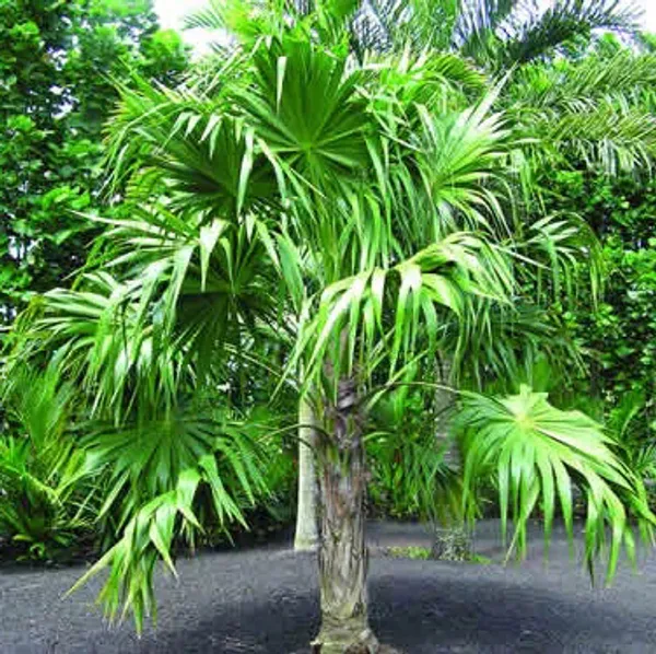 Флоридская соломенная пальма (Thrinax radiata) семена 2 шт