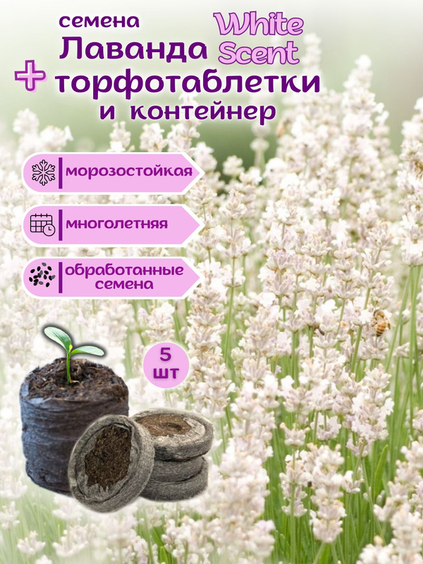 Лаванда белая морозостойкая, семена + торфяные таблетки Jiffy в подарок, 5 шт