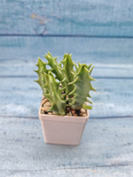 Huernia Macrocarpa (Гуерния)