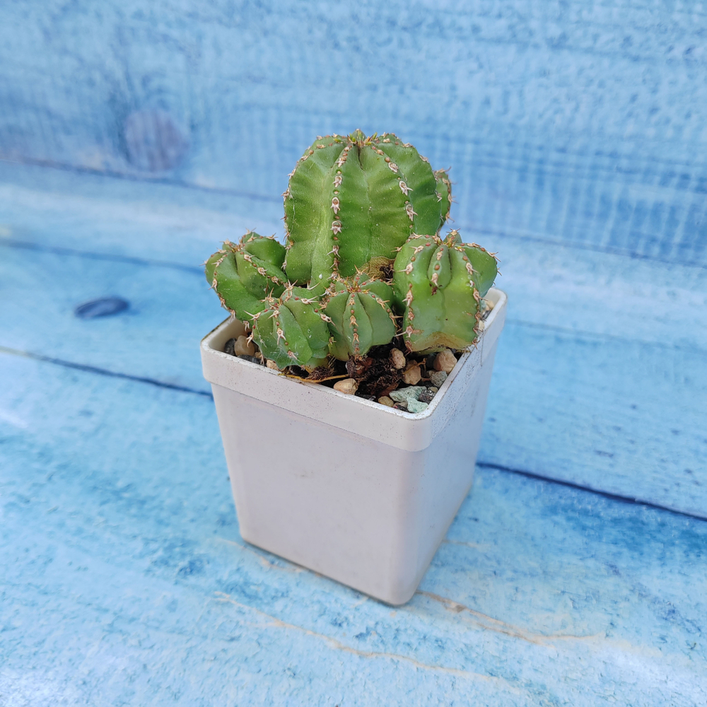 Euphorbia Echinus (Эуфорбия)
