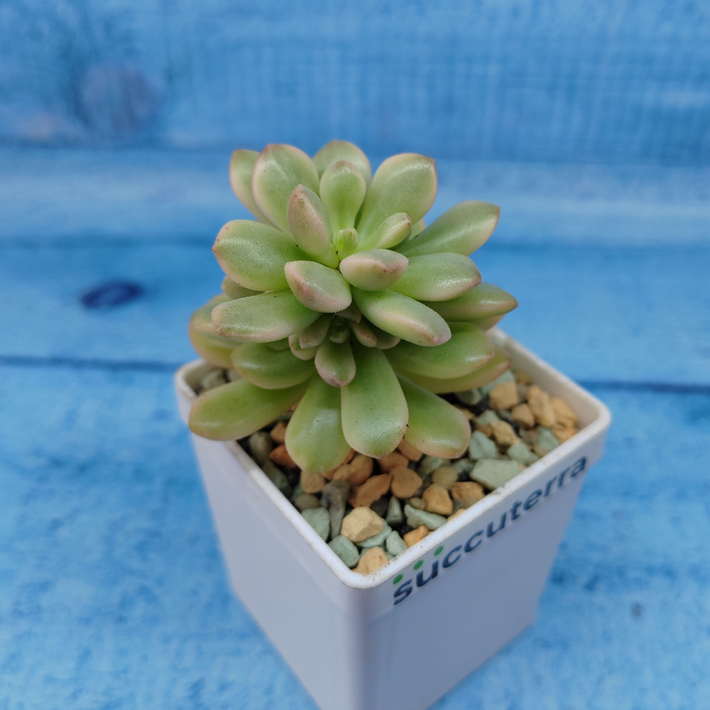 Echeveria Mini Belle variegata (Эхеверия)
