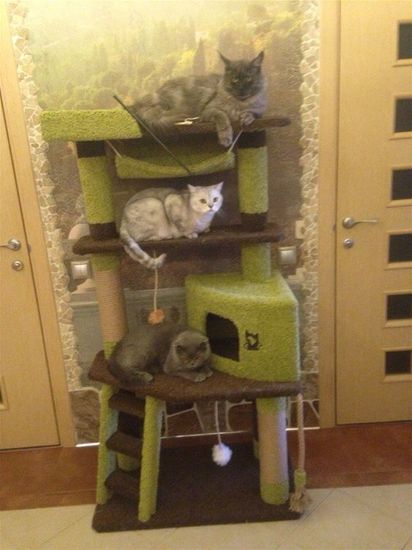 Игровой комплекс для кошек КИСМИТ И-8