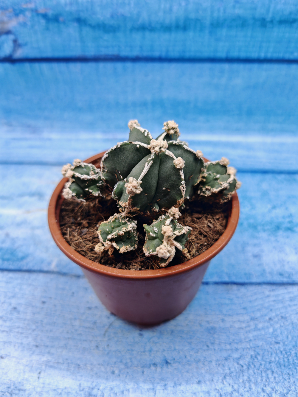 Astrophytum Myriostigma "Hakujo Fukuryu" (Астрофитум)