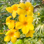 Алламанда желтая – Allamanda yellow (1)