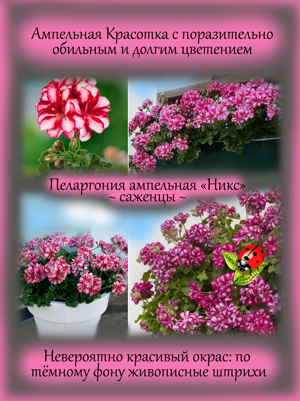 Пеларгония Никс ампельная плющелистная