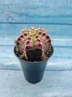 Gymnocalycium T-Rex Pink hybrid (Гимнокалициум T-rex)