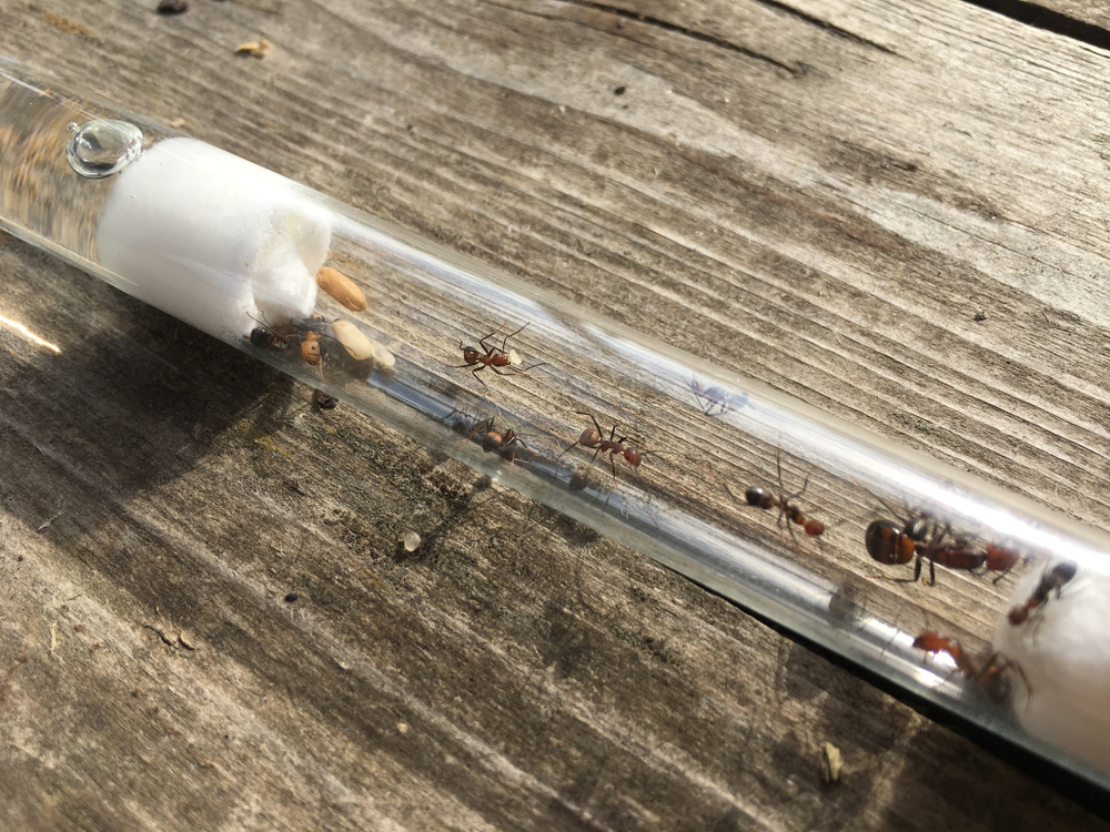 Camponotus nicobarensis