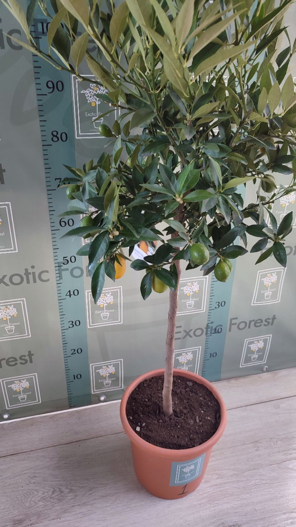 Lemonquat