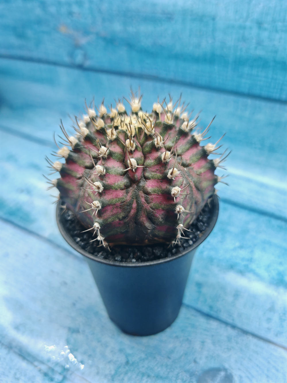 Gymnocalycium T-Rex Pink hybride (Гимнокалициум T-rex)