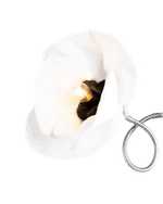 Настенная лампа White Poppy