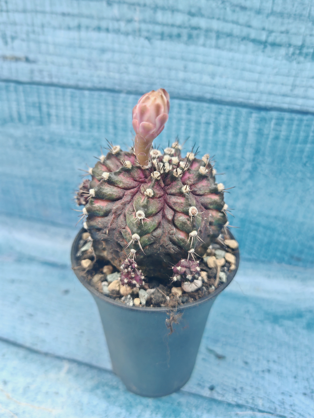 Gymnocalycium T-Rex Pink hybrid (Гимнокалициум T-rex)