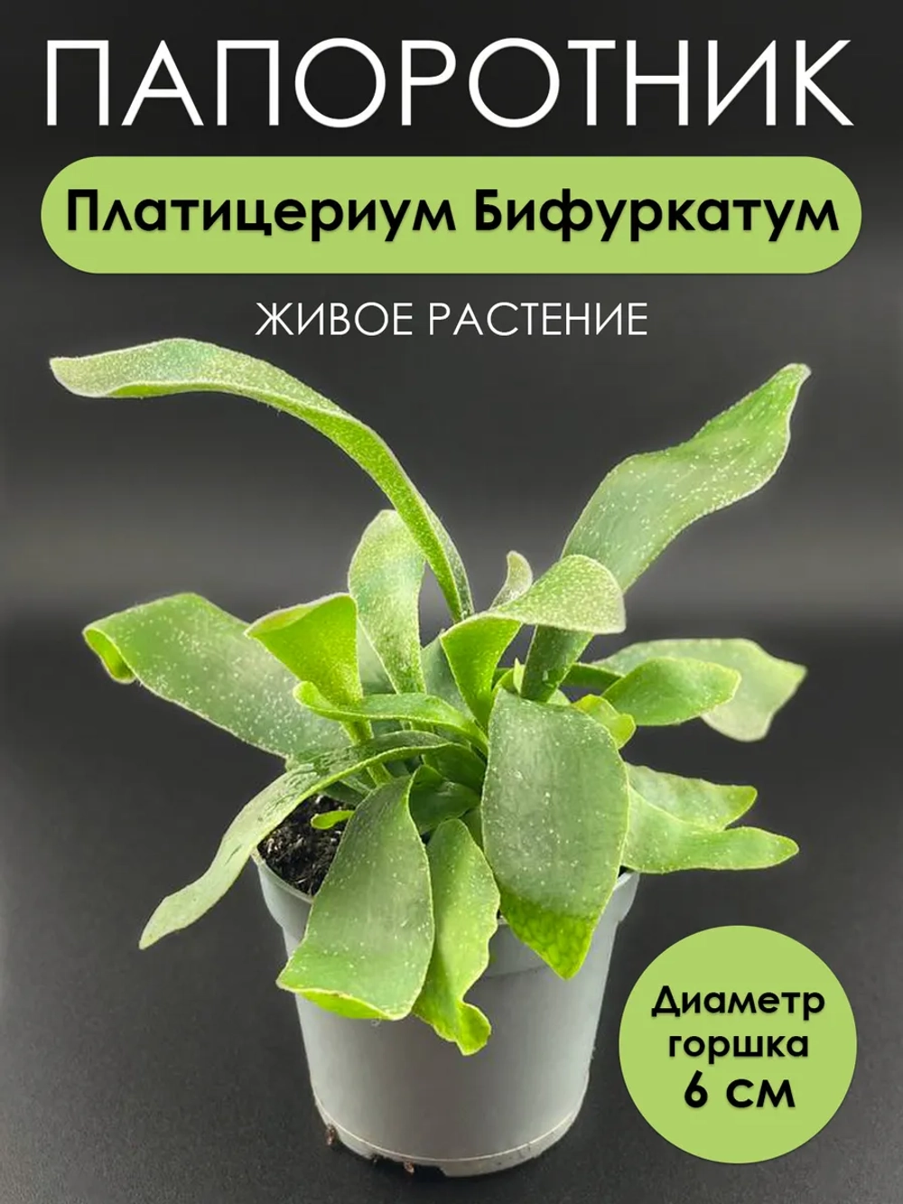 Платицериум Бифуркатум. Папоротник живой комнатный