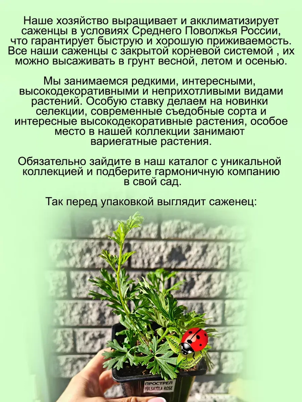 Подснежник Прострел Желтеющий первоцвет